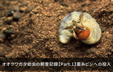 オオクワガタ幼虫の飼育記録【Part.1】菌糸ビンへの投入
