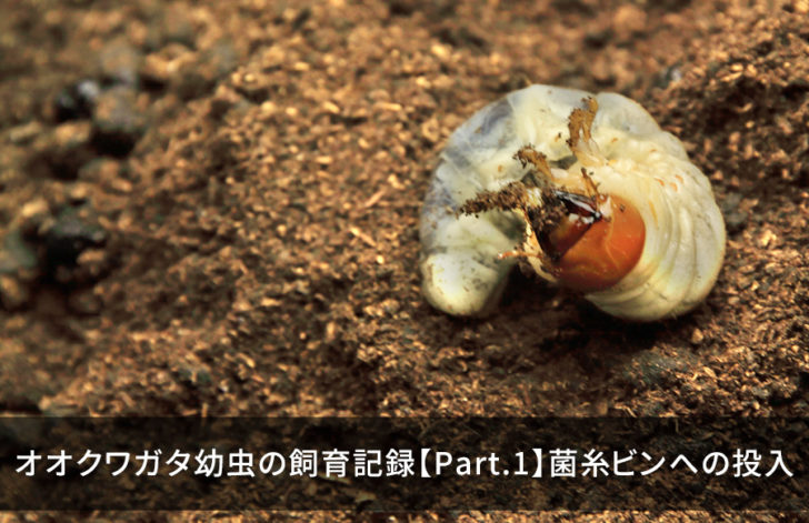 オオクワガタ幼虫の飼育記録【Part.1】菌糸ビンへの投入