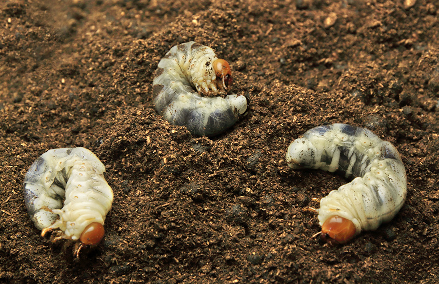 オオクワガタ幼虫の飼育記録【Part.1】菌糸ビンへの投入 | オオクワガタ飼育を始めよう！