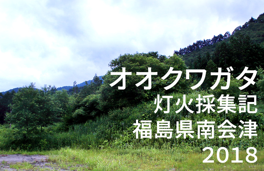 オオクワガタ 灯火採集記 福島県南会津 18 オオクワガタ飼育を始めよう