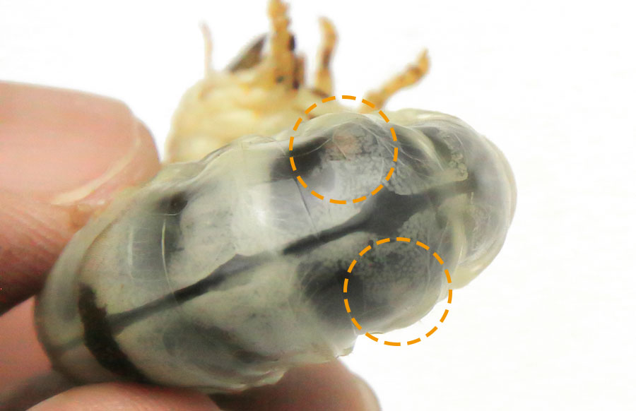 オオクワガタ幼虫のメスの卵巣