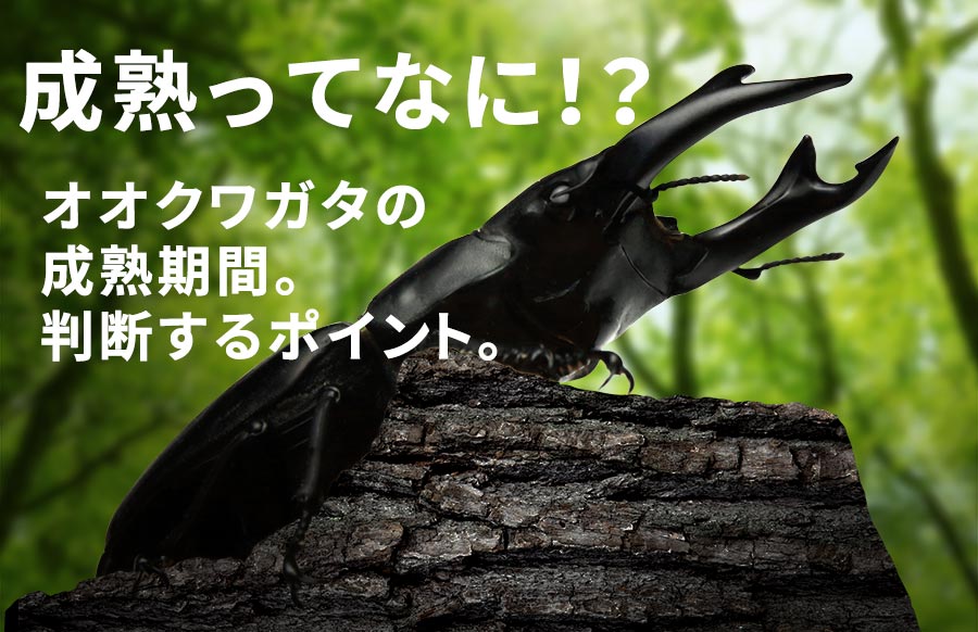 オオクワガタの成熟ってなに？成熟期間や判断するポイントを解説！ | オオクワガタ飼育を始めよう！