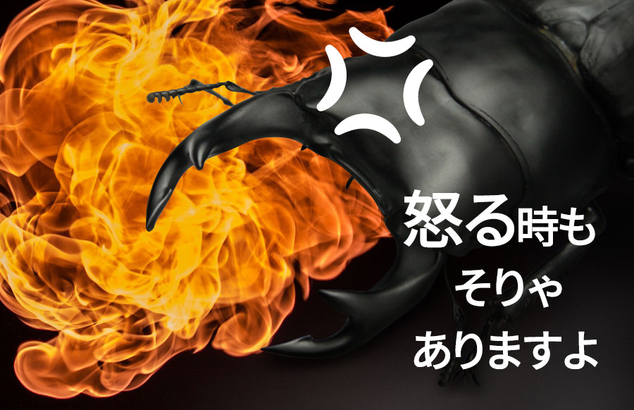 オオクワガタの性格は基本おとなしいけど怒らせたらこわいです オオクワガタ飼育を始めよう