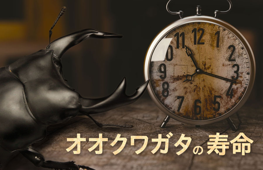 オオクワガタの寿命ってどのくらい オスとメスで違いは 詳しく解説します オオクワガタ飼育を始めよう