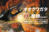 オオクワガタは秋【９月下旬】に常温で産卵するのか？結果は成功！23頭産まれました。