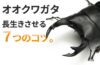 オオクワガタを長生きさせる７つのコツ【弱らせないために】